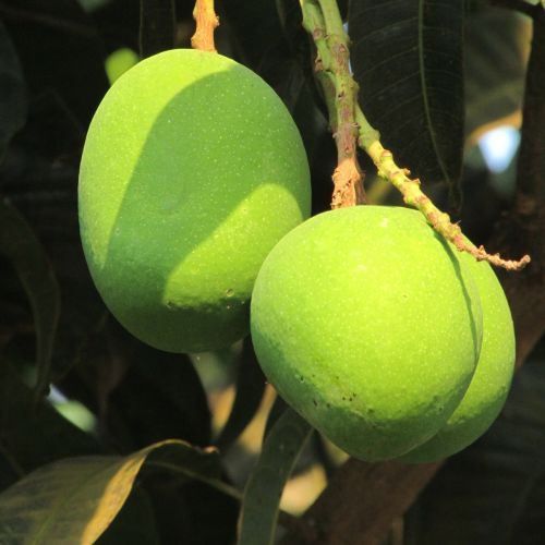 three mangoes fresh mango dharwad
