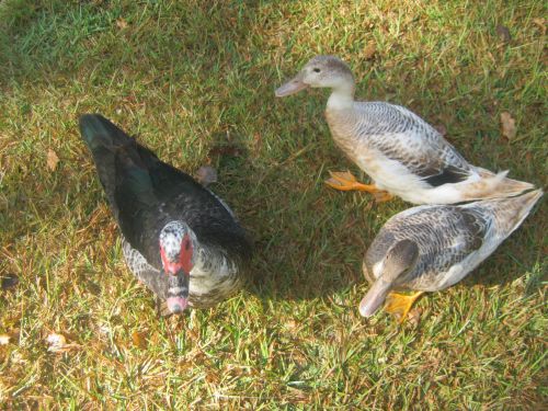 Three Muscovy Ducks