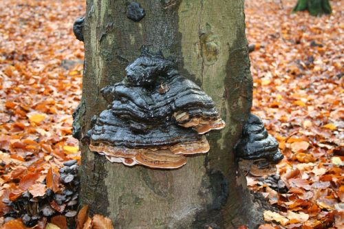 three mushroom autumn tinder