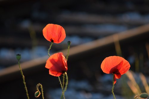 three red poppys  near railway  evening
