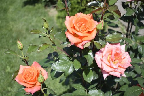three roses  two orange and one pink  on the green background