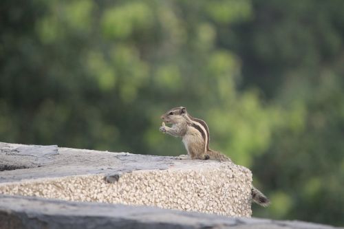 three-striped palm squirrel eating outdoor