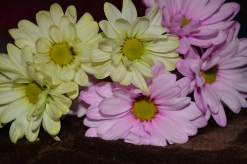 Three Yellow Pink Daisy Flora Macro
