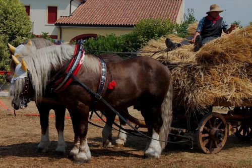 threshing agriculture horses