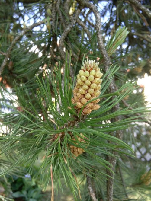 thriving pine pine tree