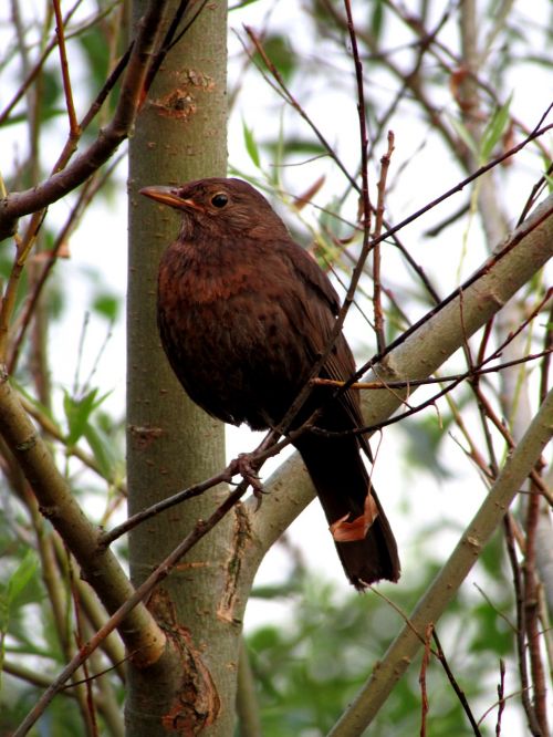 throttle blackbird female