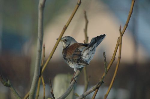 thrush garden tree