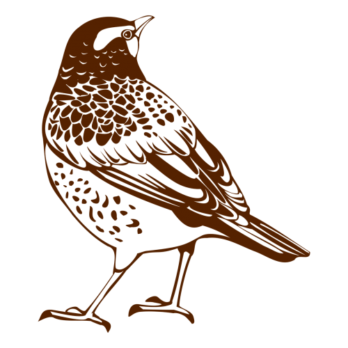 thrush migratory birds bird