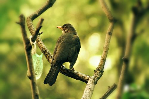 thrush garden bird