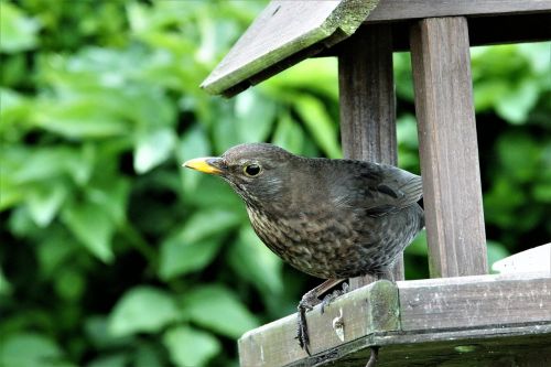 thrush bird wildlife