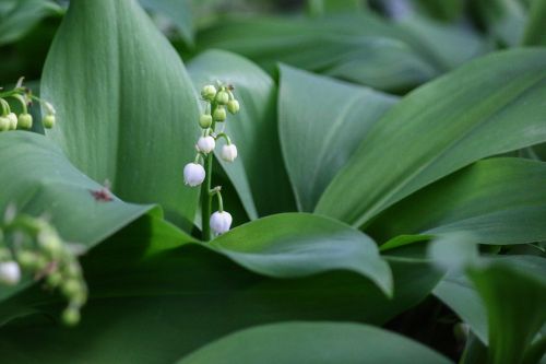 thrush flower bell