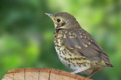 thrush bird grass