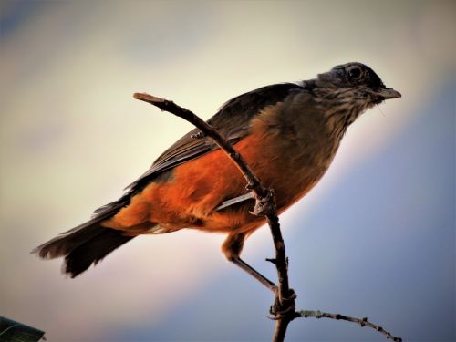 thrush bird creamy orange