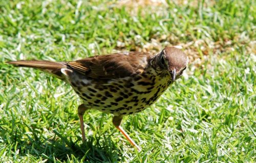 thrush bird animal