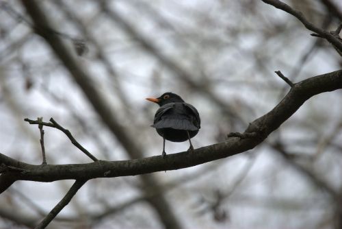 thrush blackbirds bird