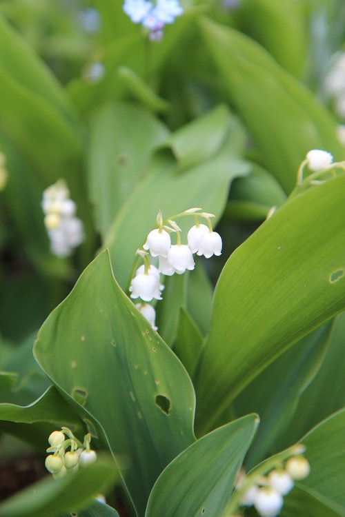 thrush  lily of the valley white  bell