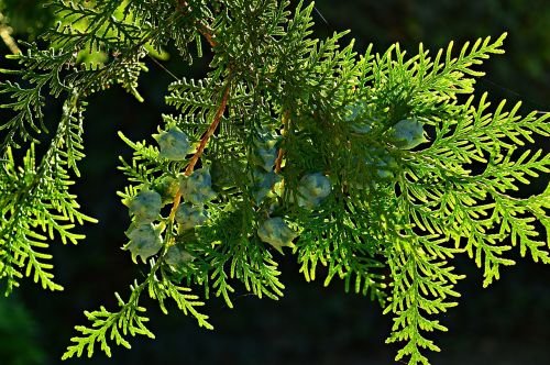 thuja evergreen branch