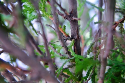 Thuja Plant