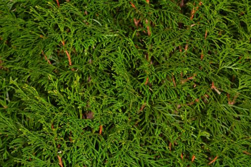 thujene cypress background