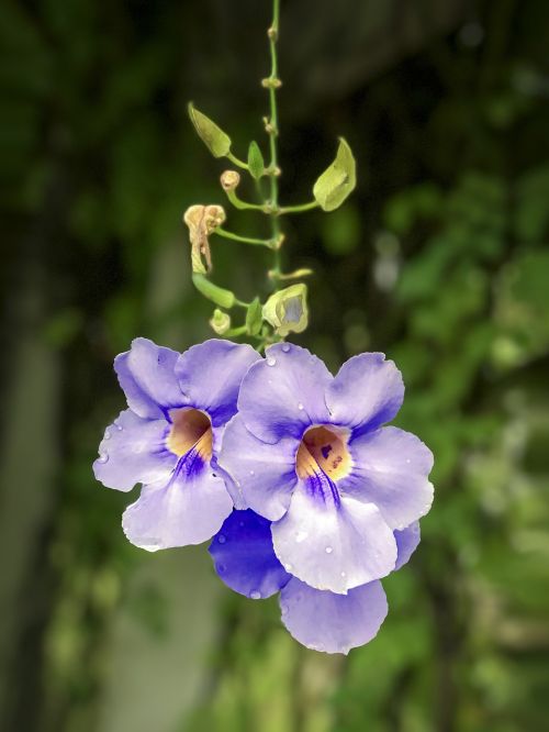 thunbergia grandiflora blue thunbergia purple flower