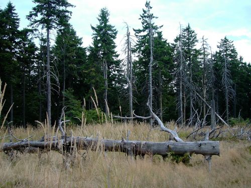 thuringian forest rennsteig thuringia germany