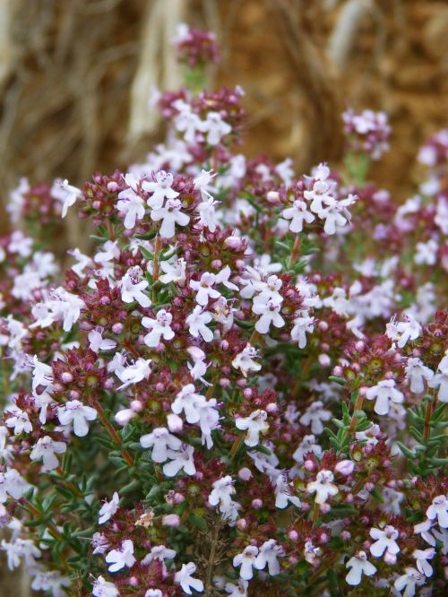 thyme farigola flowery