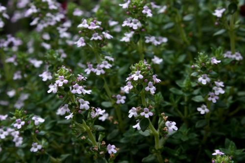 thyme garden plant