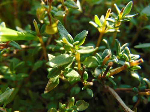 thyme spice plant