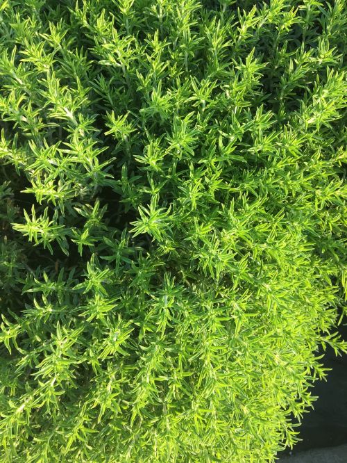 thyme plant herbs