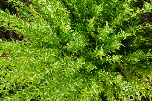 thyme summer herb