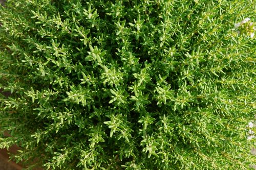 thyme summer herb