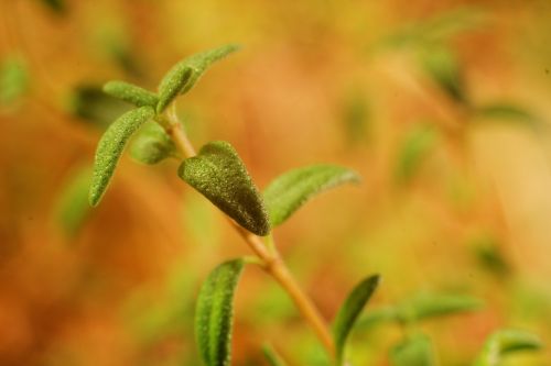 thyme herb healthy