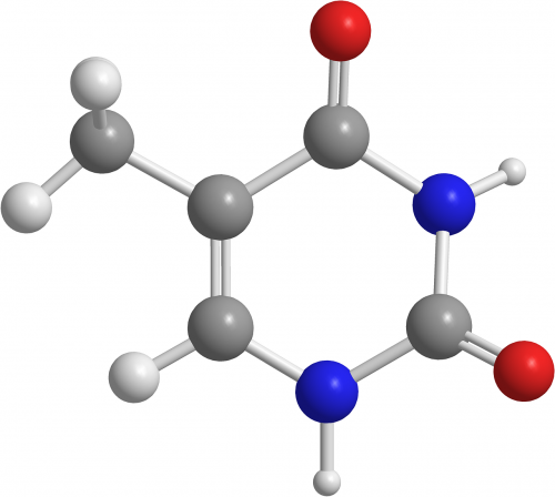 thymine nitrogenous bases organic chemistry