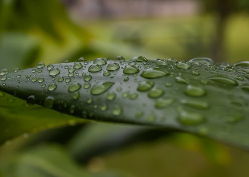 ti leaf  rain  plant