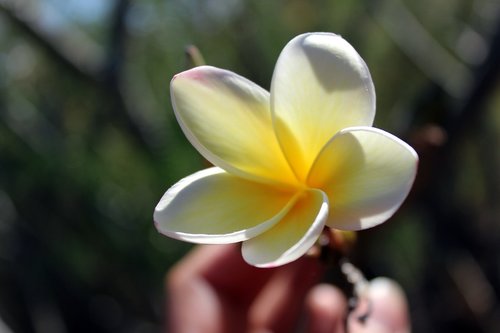 tiare  flower  island