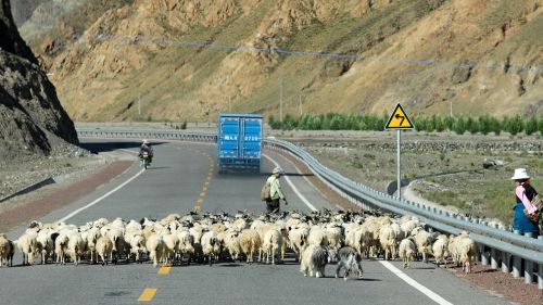 tibet goats road