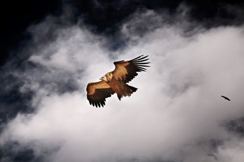tibetan seda flying vulture