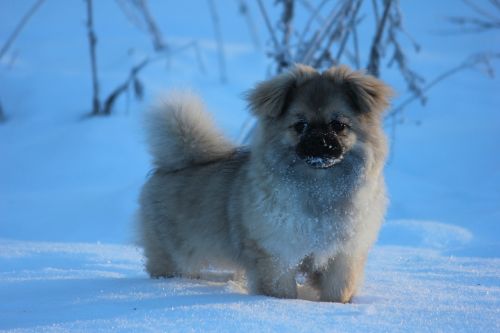 tibetan spaniel puppy winter