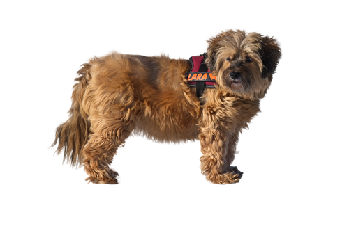 tibetan terrier  dog  purebred dog