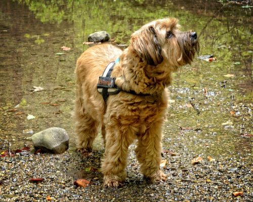 tibetan terrier dog nature