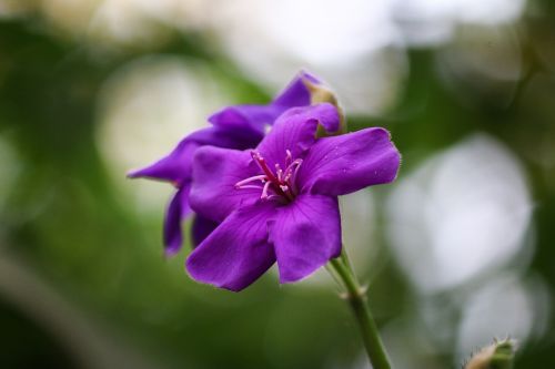 tibouchina flower violet