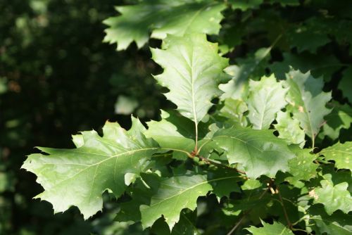 ticino switzerland tree