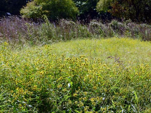 tickseed bidens aristosa bidens