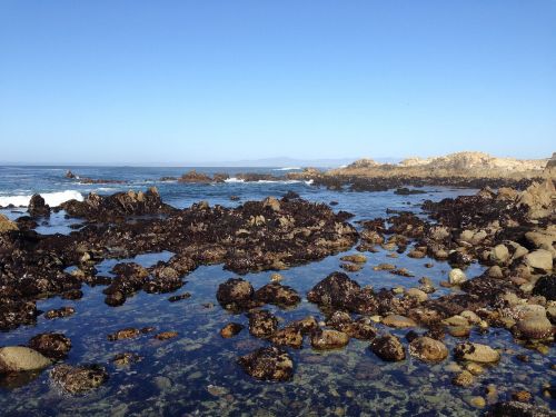 tide pool pacific grove monterey penninsula