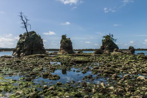 tidepools oregon pacific