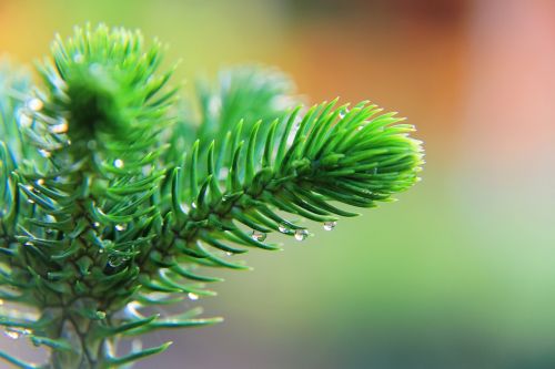 tiered tree forest