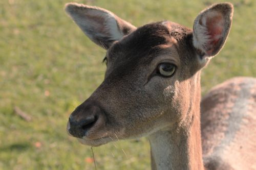 tierportait roe deer fallow deer