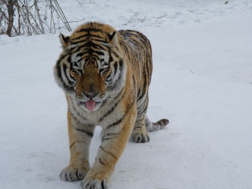 siberian tiger harbin winter