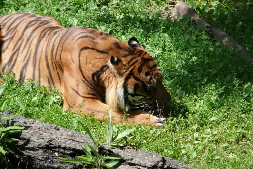 tiger animals cat