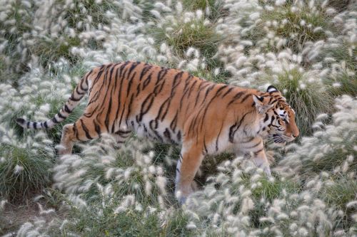 tiger nature feline